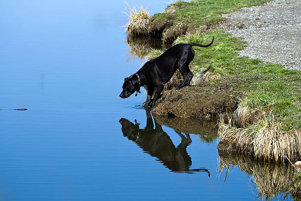 Playing Fetch stock photo