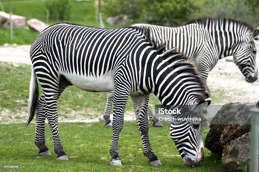 zebras zebras eating grass Toronto Zoo Stock Photo