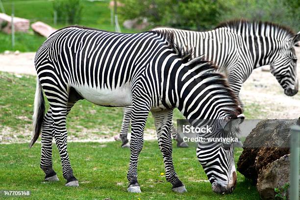 Zebras Stock Photo - Download Image Now - Toronto Zoo, Animal, Animal Wildlife