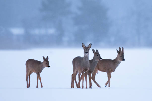 istock four deer in a snowy field 1477053418