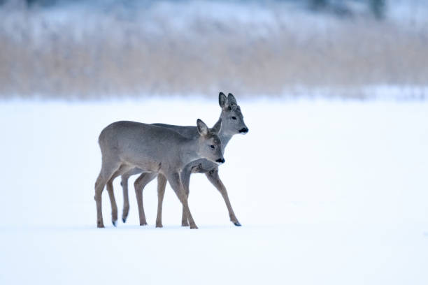 istock two deer in a snowy field 1477053419