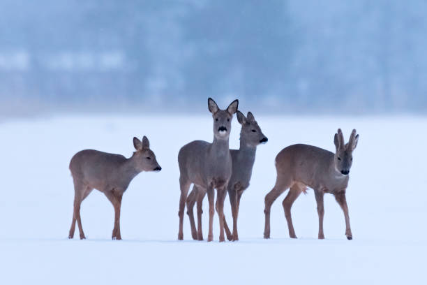 istock group of deer in a snowy field 1477053431