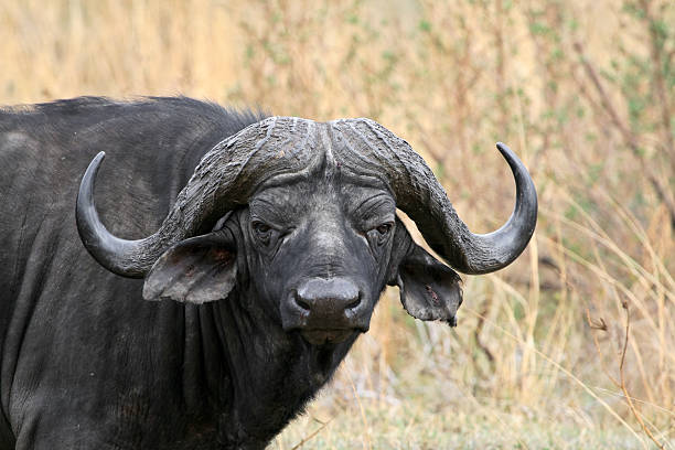 istock African male buffalo, looking aggressive 147705588