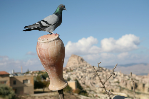 A pigeon on a potter in Cappadocia Area
