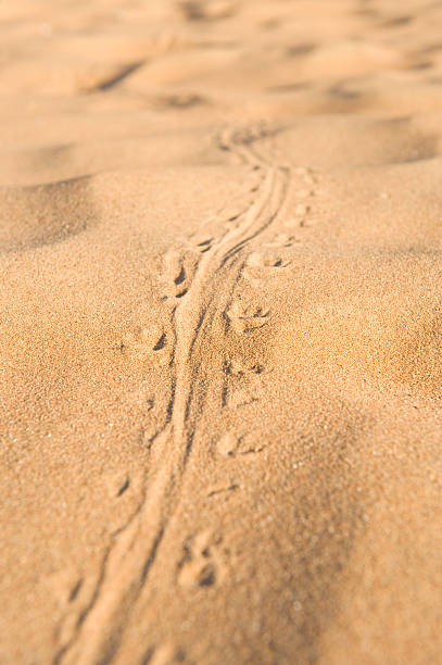 Insect tracks in the desert sand stock photo