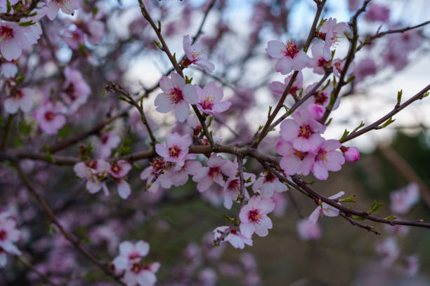 istock Almond tree branches with white blossoms and unfocused background in springtime 1477058934