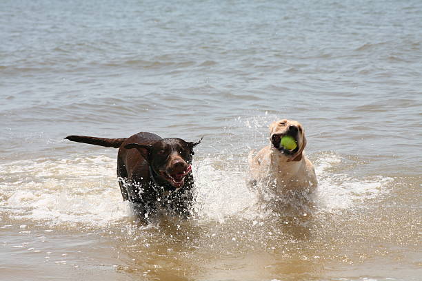 Labradors at the Beach stock photo
