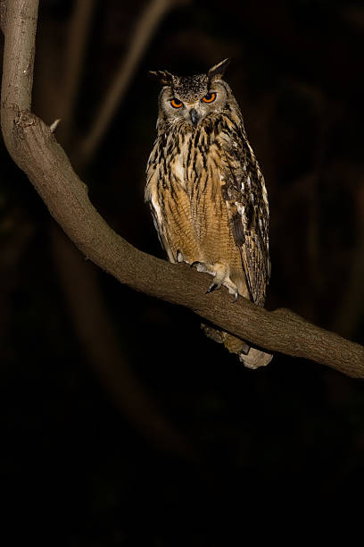 Cape Eagle Owl stock photo