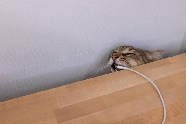 Angry domestic cat attacks laptop. Animals versus technology