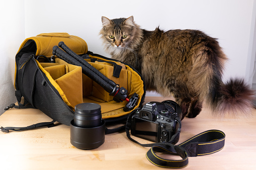 Сamera bag with a mustard yellow interior is displayed open on a wooden table, with camera accessories such as lenses and a tripod laid out nearby. A fluffy cat sits beside the bag, adding a touch of cuteness to the scene. The bag is perfect for carrying camera gear in style, while also keeping it organized and protected.