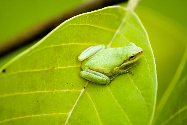 Camoflauged stock photo