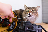 Playful Forest Cat with Camera Equipment on Wooden Table
