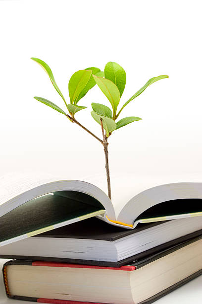 istock Small plant growing out of open book 147706151