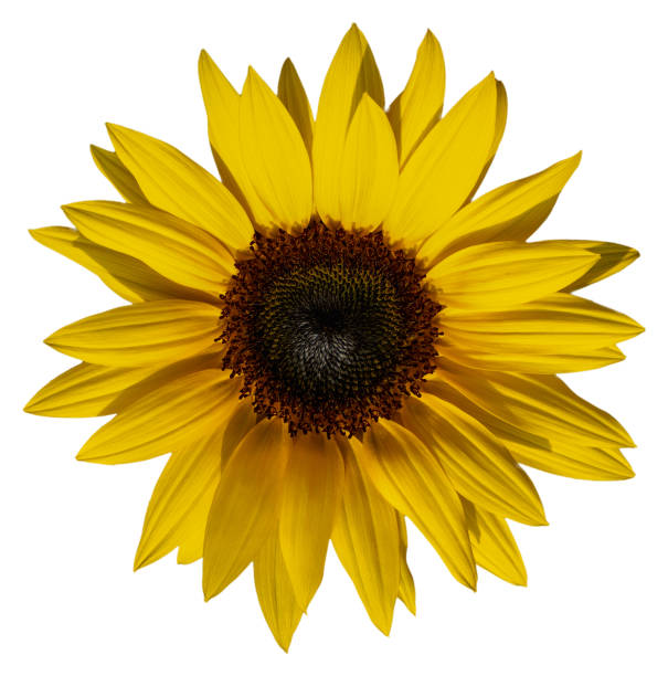 istock The sunflower flower that makes people feel cheerful. 1477063335