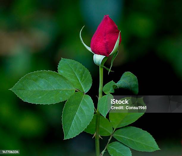 Rojas Rose Foto de stock y más banco de imágenes de Espina - Parte de una planta - Espina - Parte de una planta, Flor, Flor Templada