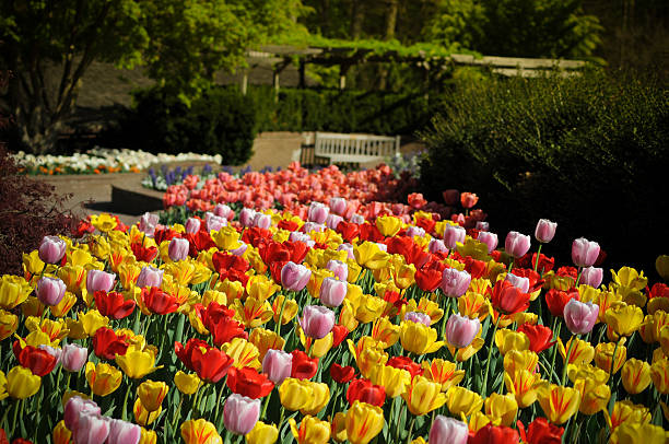 Beautiful tulips stock photo