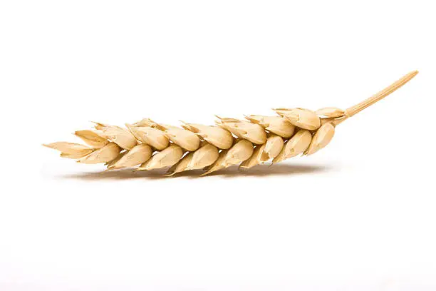 Dried Ear of Cereal crop in studio isolated against white background.