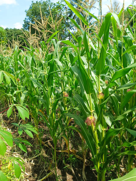 istock Photo of corn plant, corn garden 1477064391