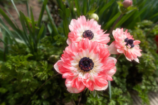 pink and white flowers in the garden