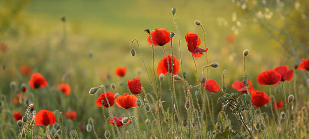 Poppies stock photo