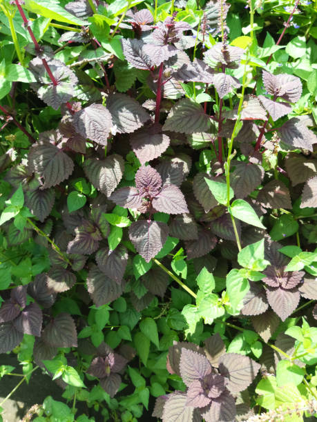 istock Photo of Coleus Plants 1477066212
