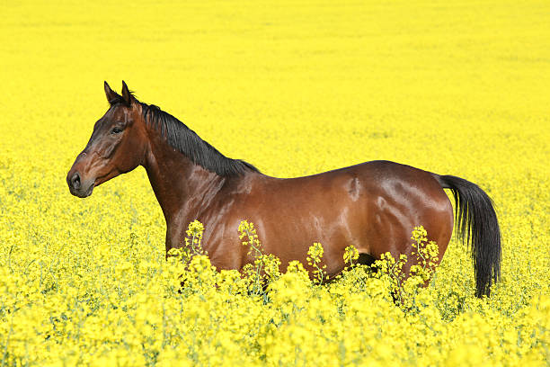 istock Malapolski horse in the colza field 147706631