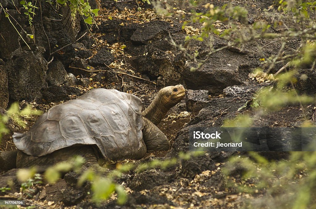 Solitaire George Galapagos Island Tortue - Photo de Être seul libre de droits