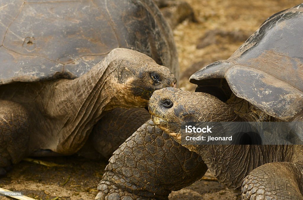 Isole Galápagos tartarughe giganti - Foto stock royalty-free di Ambientazione esterna