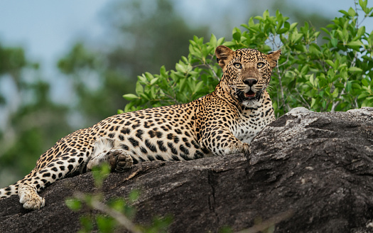 Male leopard cub relaxing on a rock in the evening sky.