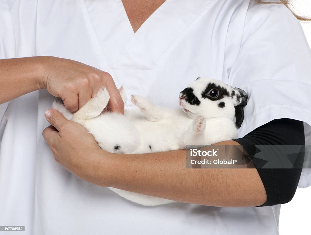 Veterinario esaminando un braccio disteso in Dalmazia Coniglio - Foto stock royalty-free di Supino