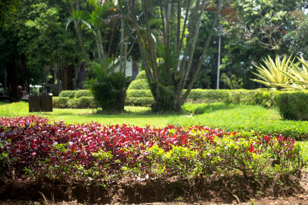 istock red plants thrive in a green garden 1477069555