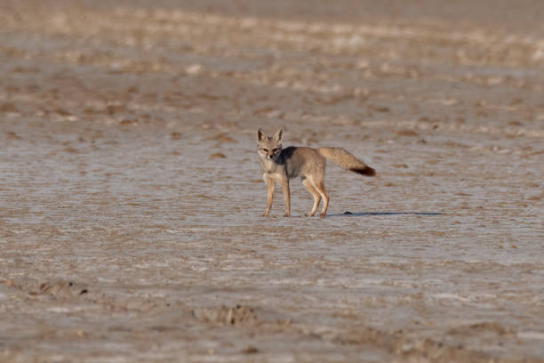 istock Bengal fox also known as the Indian fox or Vulpes bengalensis 1477069819