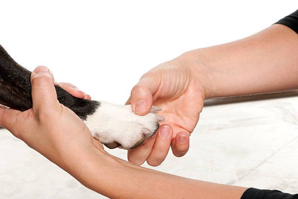 istock Hands holding a dog's paw in front of white background 147707095
