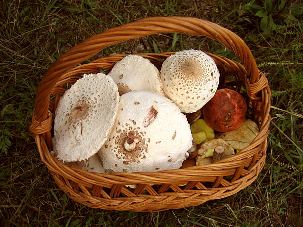 Forest mushrooms Basket filled with edible forest mushrooms trishz stock pictures, royalty-free photos & images