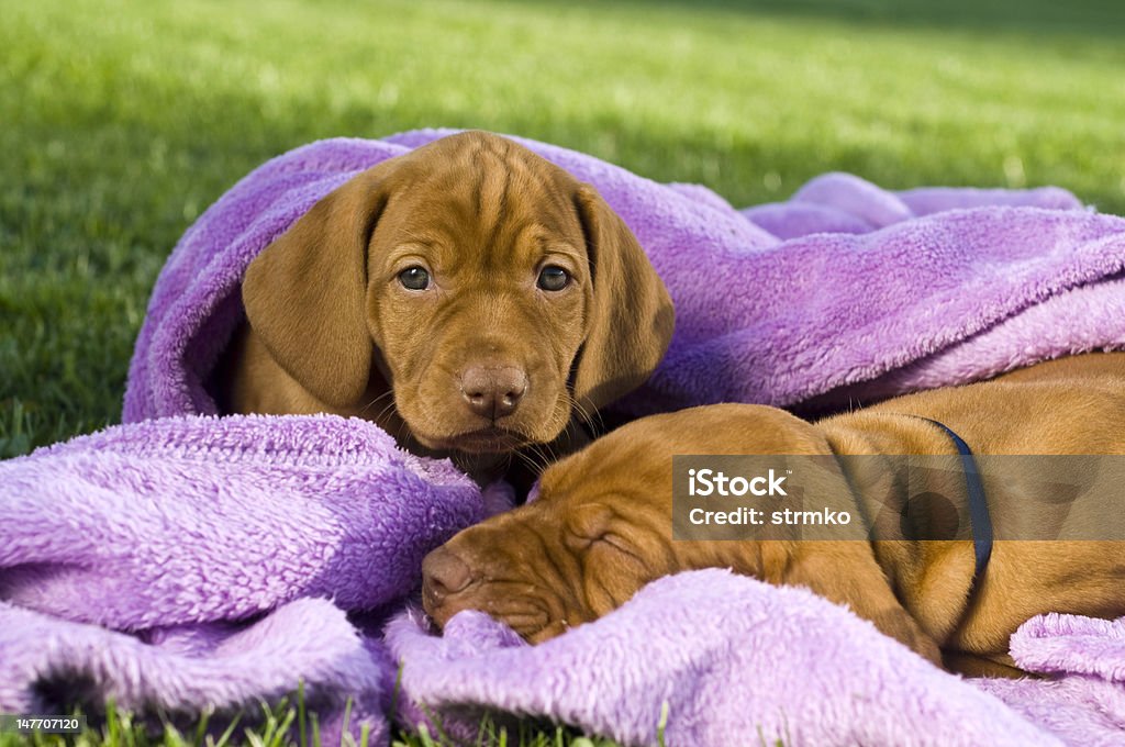Cachorros - Royalty-free Animal Foto de stock