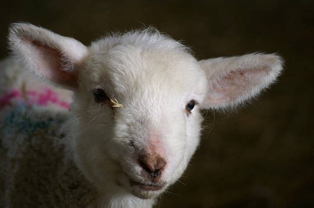 Cute lamb stock photo