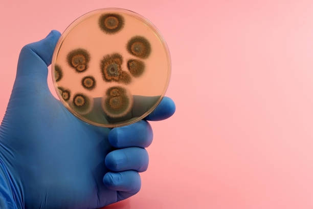 colonies fongiques isolées dans le laboratoire de recherche scientifique sur une boîte de petri - petri dish medical research bacterium contagion photos et images de collection