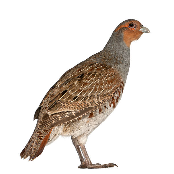 istock Grey, English, Hun or Hungarian Partridge 147707736