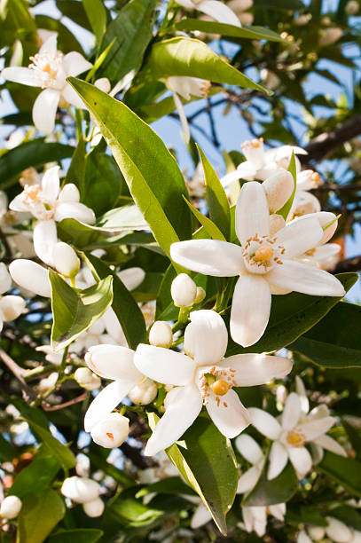 istock Close-up of some blooming orange blossoms on the tree 147707795