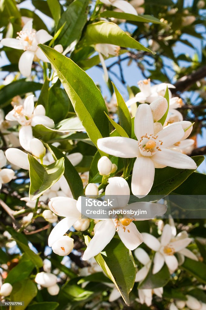 Close-up of some blooming orange blossoms on the tree new orange blossoms in the spring. Agriculture Stock Photo