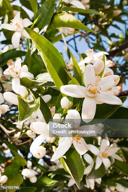 Closeup Of Some Blooming Orange Blossoms On The Tree Stock Photo - Download Image Now