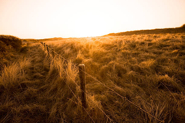 istock Duneslanscape by sunrise, Netherlands 147707850