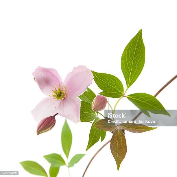 Zartes Rosa Waldrebe Stockfoto und mehr Bilder von Baumblüte - Baumblüte, Blatt - Pflanzenbestandteile, Blume