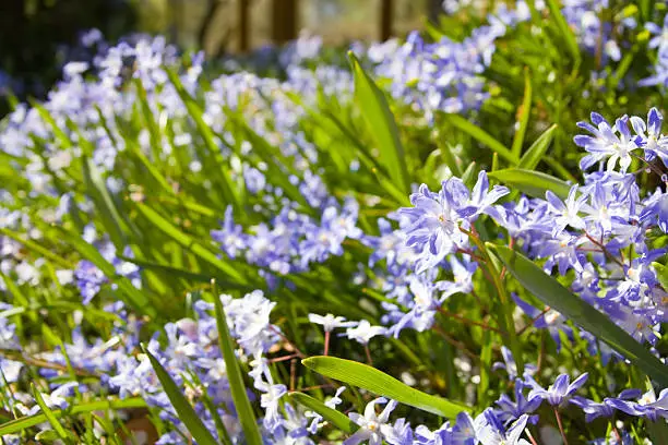 Blue chionodoxa flowers blossoming in the forest in spring time.