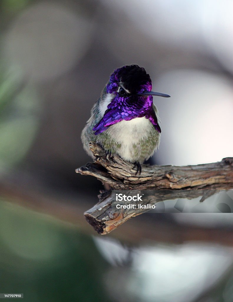 Hummingbird Beautiful purple hummingbird Beauty Stock Photo