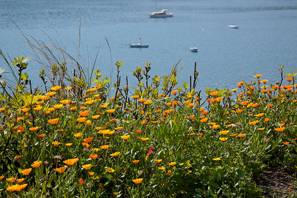 flowers & boats & sea stock photo