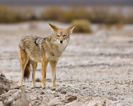 Coyote in the Yellowstone Ecosystem in Wyoming, in northwestern USA. Nearest cities are Gardiner, Cooke City, Bozeman and Billings Montana, Denver, Colorado, Salt Lake City, Utah and Jackson, Wyoming.
