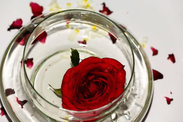 istock Red Rose flower in a bowl filled with water table top view 1477079825