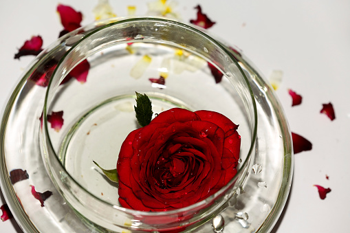 Red Rose in a bowl filled with water isolated on white background table top spin view.
