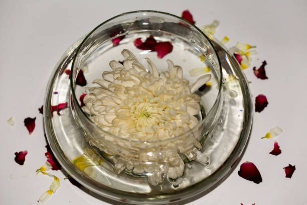 istock Daisy flower in a bowl filled with water table top view 1477079879